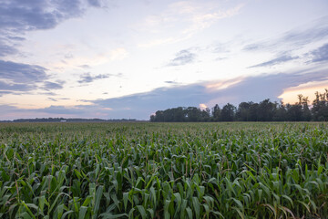 pole kukurydzy na tle zachodu słońca