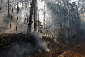 Obraz premium Eucalyptus and oak trees burn in a wildfire in a forest in Galicia, Spain.