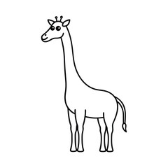 giraffe isolated on white background