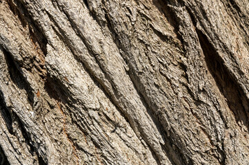 Olive tree bark pinaster trunk symbol. Texture made of olive tree bark . Beautiful olive tree bark trunk background. Greece, Conceptual image. Peaceful nature.