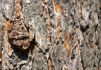 Maritime Pine, Pinus pinaster trunk symbol. Texture made of maritime pine tree bark. Beautiful Maritime Pine, Pinus pinaster trunk background. Conceptual image. Peaceful nature.
