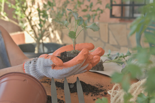 Gloved hands holding a broccoli seedling. A table with seedlings, squash, tomatoes, and other vegetables.