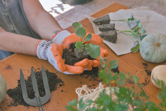 Gloved hands holding a broccoli seedling. A table with seedlings, squash, tomatoes, and other vegetables.
