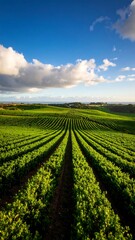 Fototapeta premium Lush rows of vibrant crops stretch across a landscape under a dramatic sky