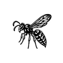 Obraz premium Detailed wasp illustration with intricate wing patterns isolated on white background