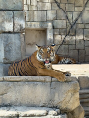 Malayan tiger resting on a stone ledge with tongue out, gazing directly at the camera