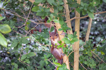Cute grey squirrel in a tree in summer