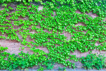 An ancient wall overgrown with leafy weeds.