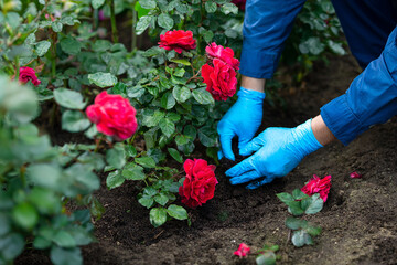 Person in Blue Gloves Planting Red Rose Bush into Soil – Gardening Concept Highlighting Flower Planting, Outdoor Landscaping, and Hands-on Floral Care

