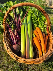 basket of vegetables © diana