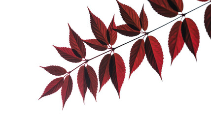 Obraz premium Branch of serrated deep red leaves contrasts sharply on white background