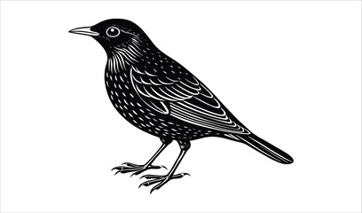 Obraz premium Detailed black and white illustration of a perched blackbird