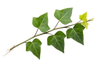 Fototapeta premium Close-up of a vibrant ivy branch against a black background.