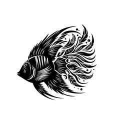 Siamese fighting fish isolated on white background with flowing tail design