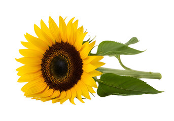 Obraz premium Close-up of a vibrant sunflower against a black backdrop.