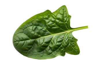 Obraz premium Close-up of a vibrant green spinach leaf.