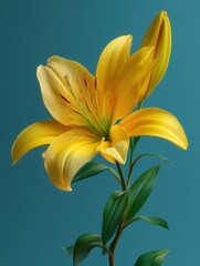 Obraz premium A single yellow lily flower with green leaf.