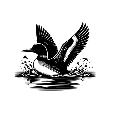 Engraved loon illustration isolated on white background with spread wings