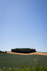Naklejka premium lonely tree in the field