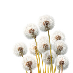 Obraz premium Fluffy dandelion clusters against black