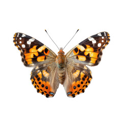 Naklejka premium Close-up view of a butterfly