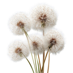 Obraz premium Cluster of white dandelions