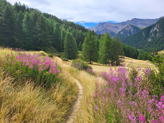Parc Régional du Queyras, Hautes-Alpes, France