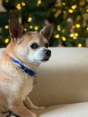 Chihuahua sitting in front of holiday lights
