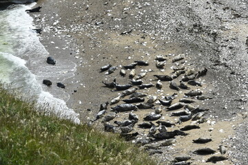 A herd of seals at Flamborough, UK