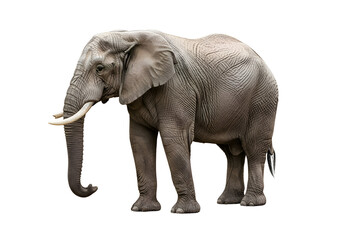 Fototapeta premium Grey elephant against a black background.