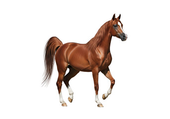 Obraz premium A magnificent, reddish-brown horse in profile view.