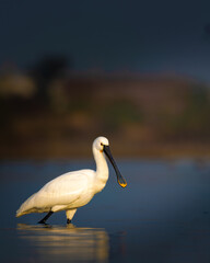 Eurasian Spoonbill wading in wetland waters of Rajasthan, India – elegant white wading bird with spatula-shaped bill in natural habitat, captured in golden light during feeding behavior