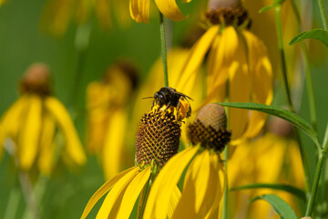 A Bee Pollinating Yellow Wildflowers in the Sun
