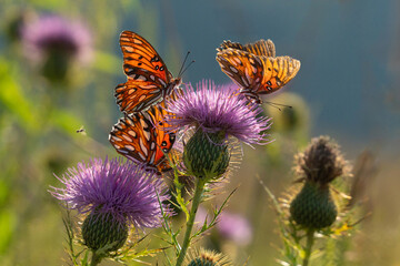 Three  Butterflies share a flower in the meadow