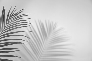 Fototapeta premium Tropical palm branch casting shadow on white wall. Black and white toning
