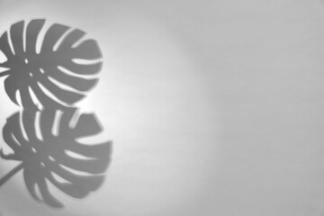 Shadows of monstera leaves on white background. Black and white toning