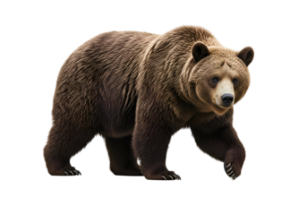 Brown bear in a walking pose against a black background.