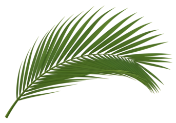 Close-up view of a palm leaf.