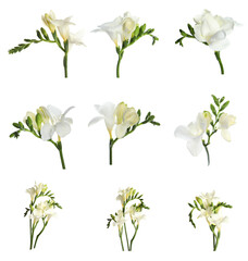 Beautiful freesia flowers isolated on white, set
