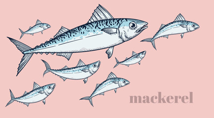 Set of mackerel fish. A school of fish on a pink background. Seafood restaurant retro hand drawn design template. Vector illustration.