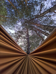 Relaxing in a hammock surrounded by tall trees under a clear sky