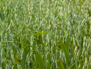 Oats in the field