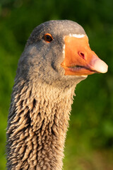 Fototapeta premium Close up of a goose's head looking sharply at the camera, photo taken in Czech Republic