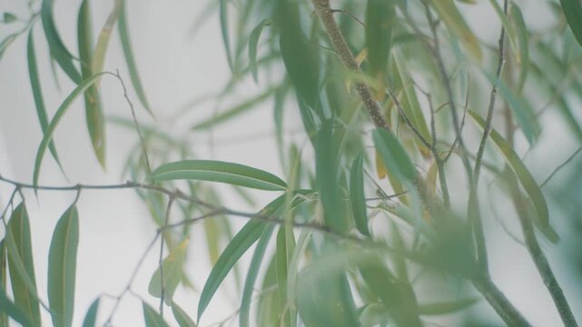明るい部屋に飾られた観葉植物1