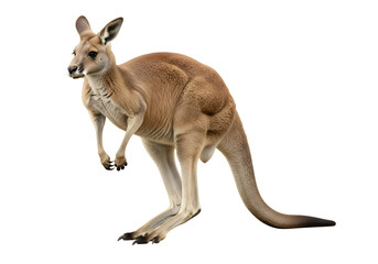 Red kangaroo standing against a black background.