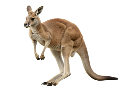 Red kangaroo standing against a black background.