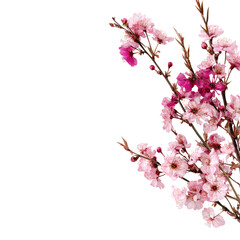 Pink blossoms on branches against a black background