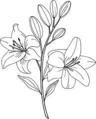 Floral Line Drawing of Lily Blooms – Elegant Monoline Botanical Vector with Buds and Stems
