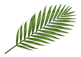 Close-up of a palm frond against a black background.