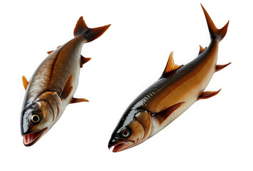 Two golden mahseer fish are displayed on a transparent background showing their scales fins and other features in detail